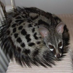 Meet your Posher, Kitsy